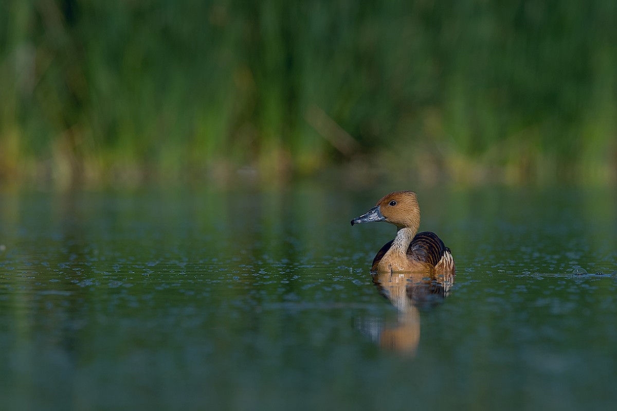 Fulvous Whistling-Duck - ML609139708