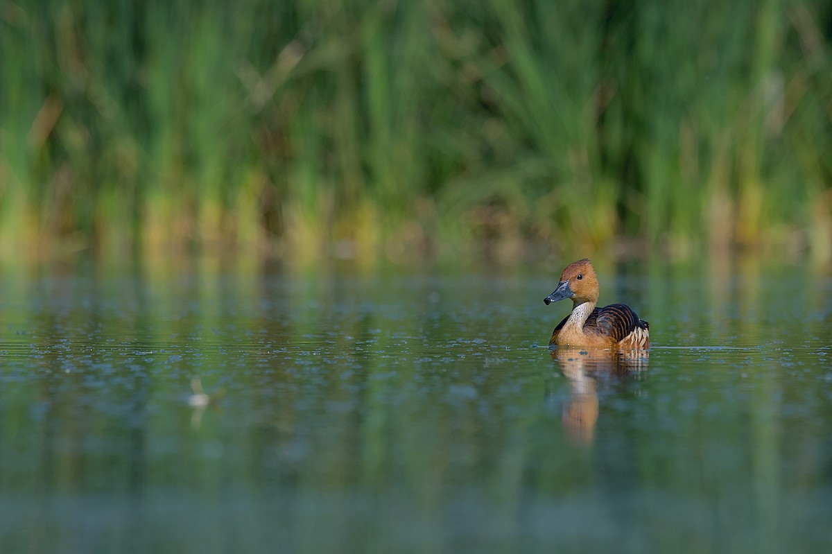 Fulvous Whistling-Duck - ML609139710