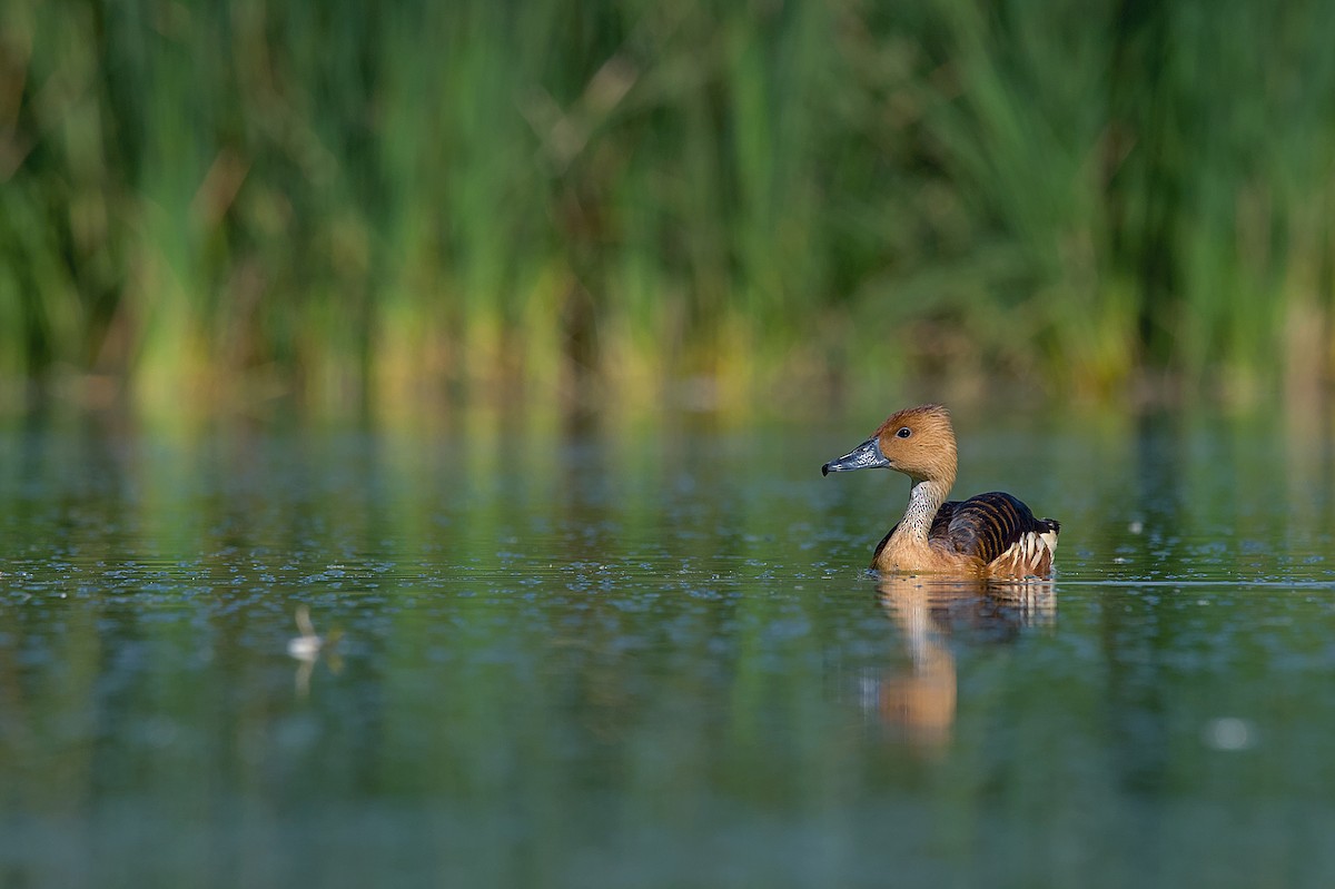 Fulvous Whistling-Duck - ML609139711