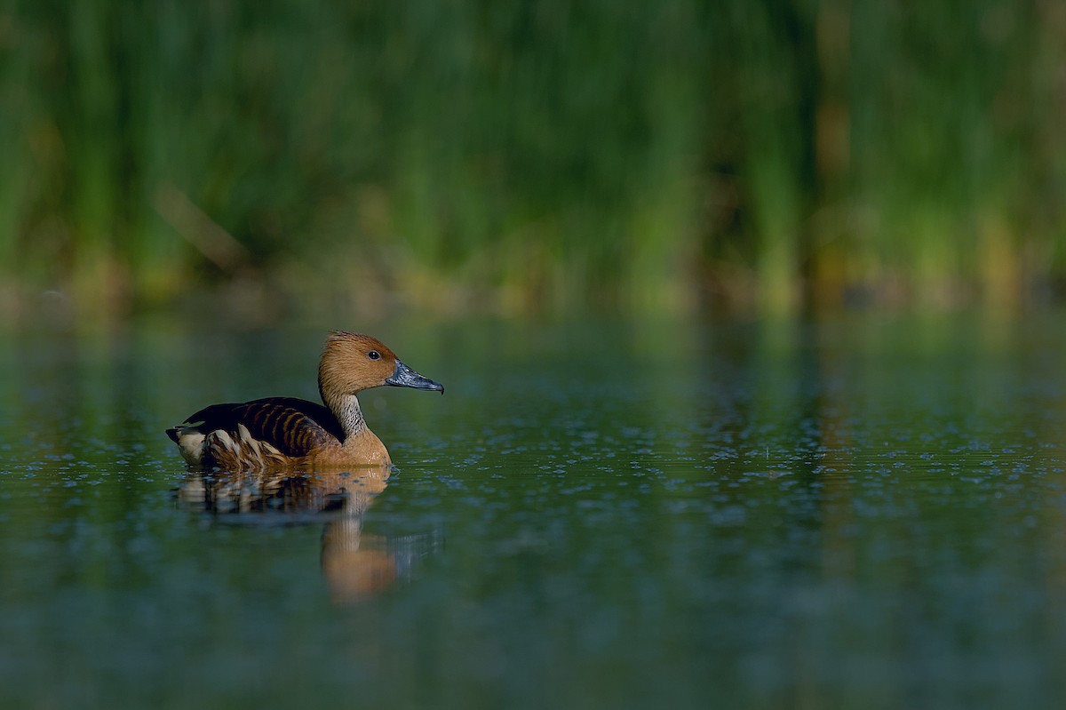 Fulvous Whistling-Duck - ML609139712