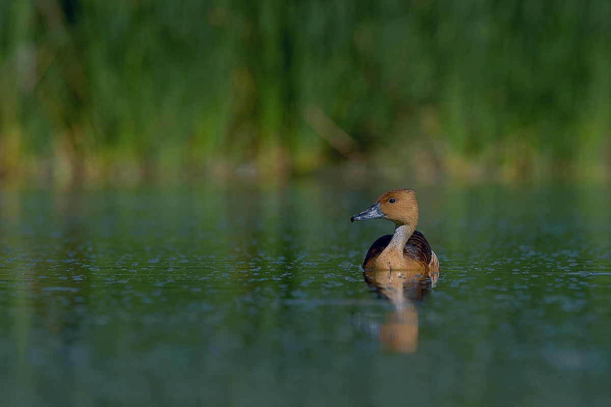 Fulvous Whistling-Duck - ML609139716