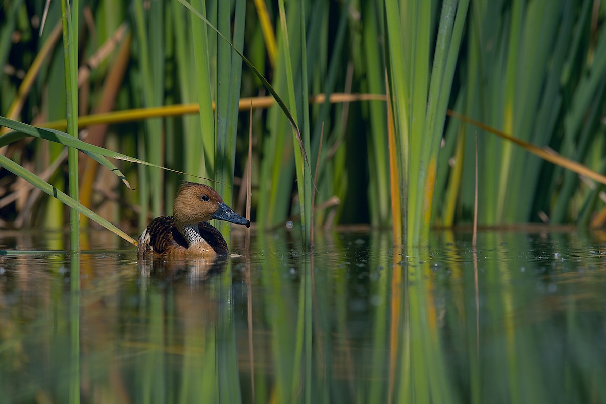 Fulvous Whistling-Duck - ML609139720