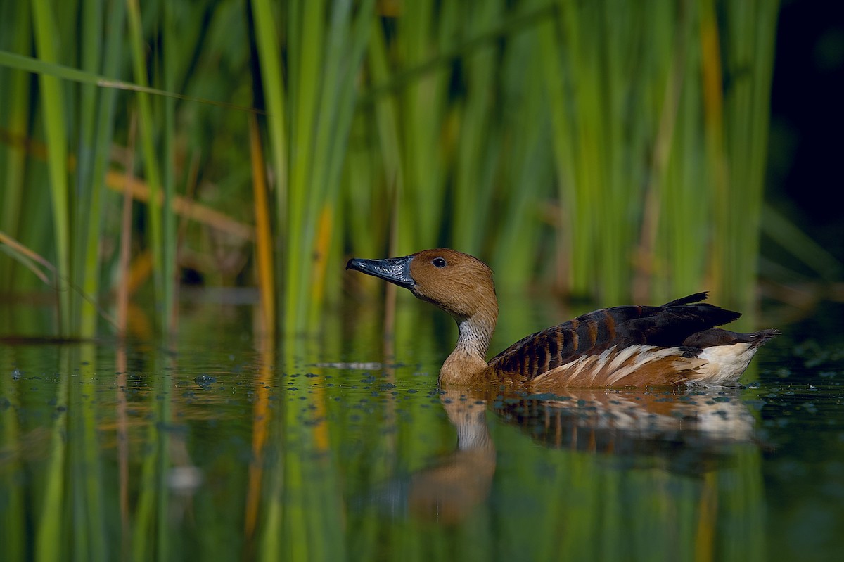 Fulvous Whistling-Duck - ML609139722
