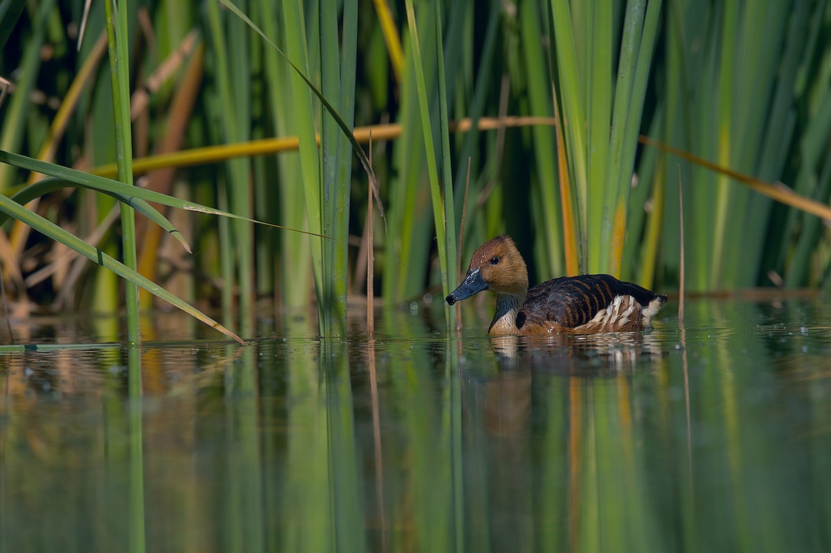 Fulvous Whistling-Duck - ML609139723
