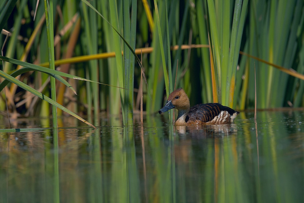 Fulvous Whistling-Duck - ML609139725