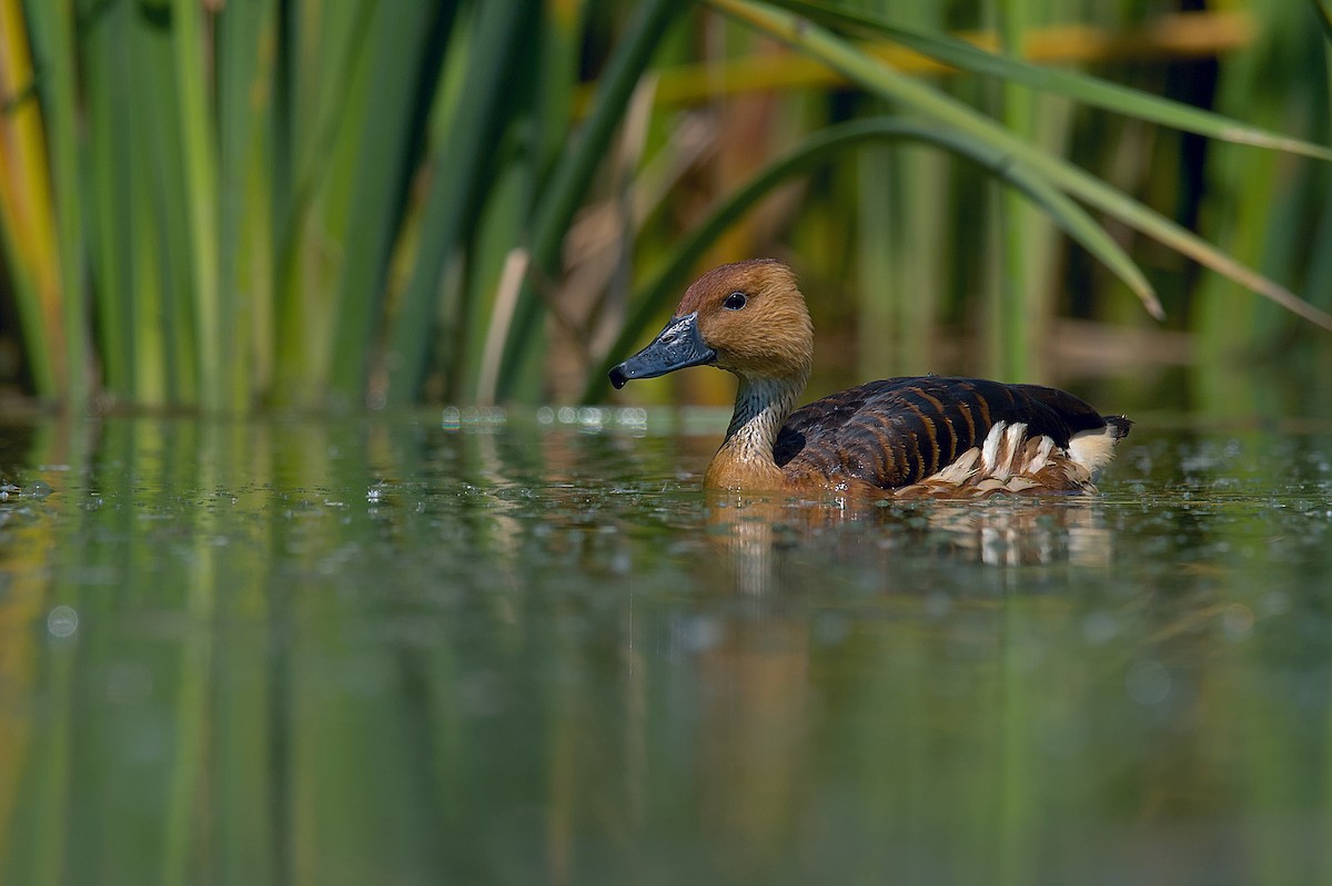 Fulvous Whistling-Duck - ML609139726