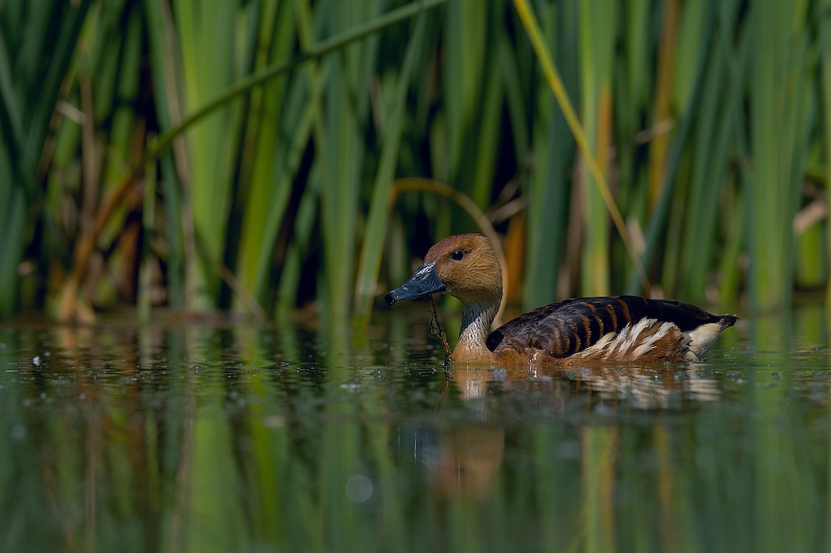 Fulvous Whistling-Duck - ML609139727