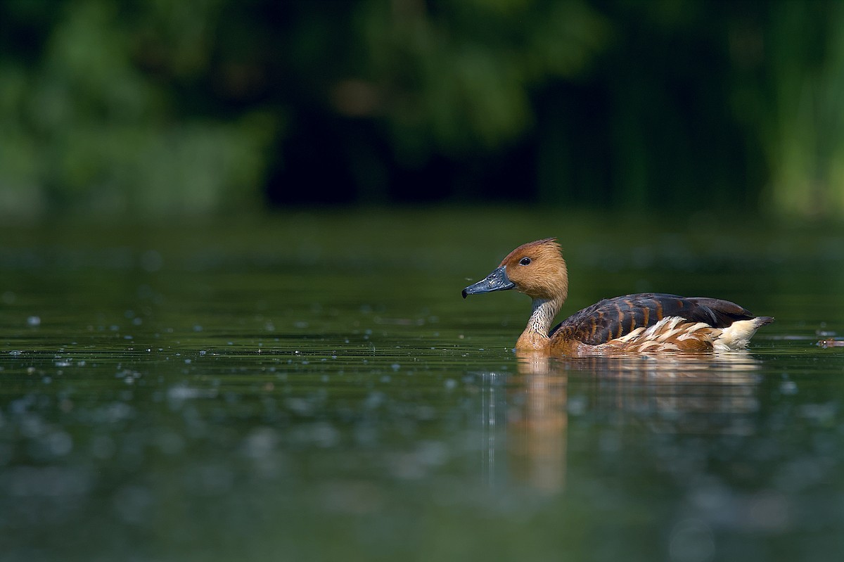 Fulvous Whistling-Duck - ML609139728