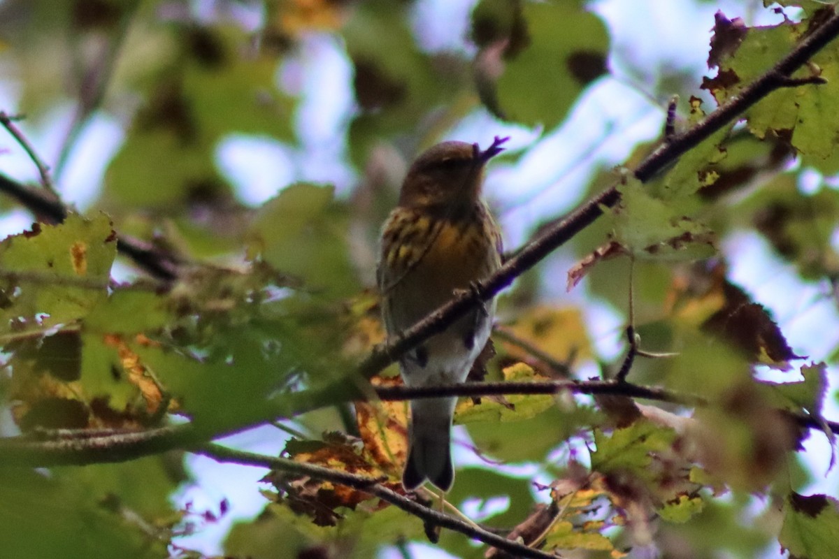Cape May Warbler - ML609139860