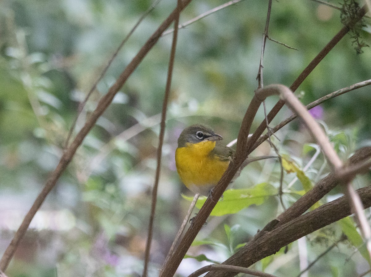 Yellow-breasted Chat - ML609140023