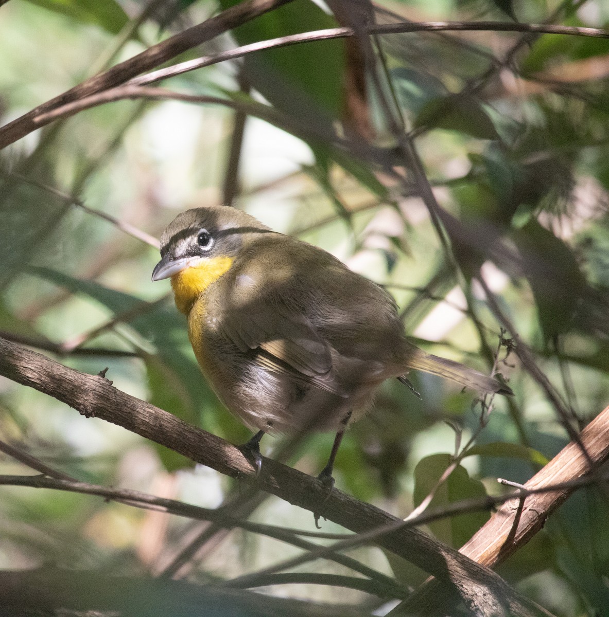 Yellow-breasted Chat - ML609140024