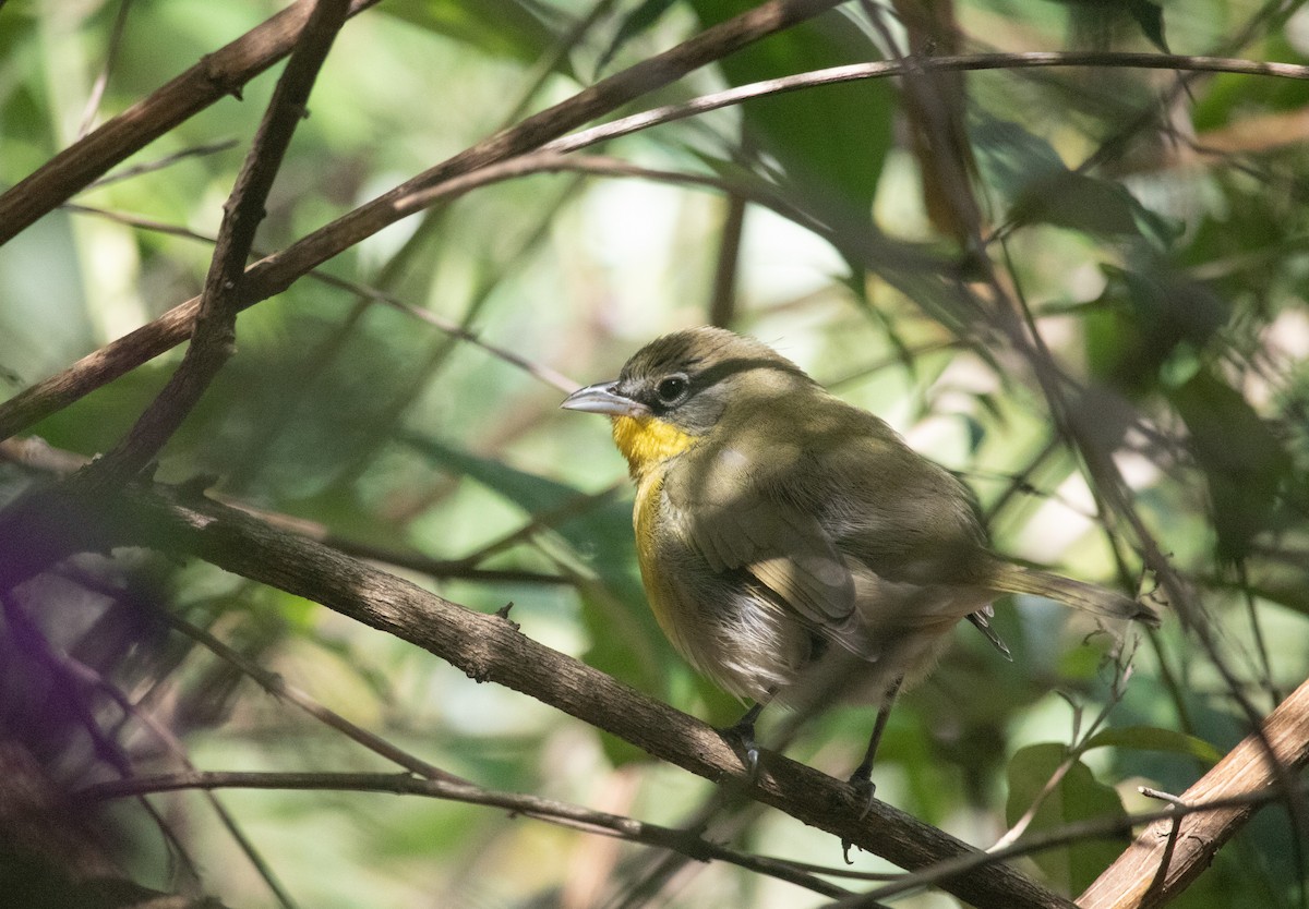 Yellow-breasted Chat - ML609140026