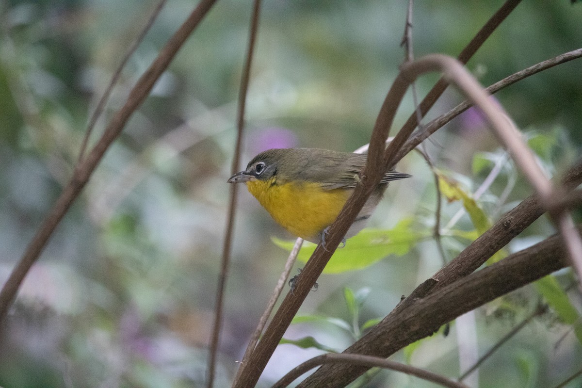 Yellow-breasted Chat - ML609140028