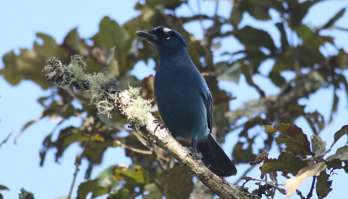 Steller's Jay (Middle American) - ML60914011