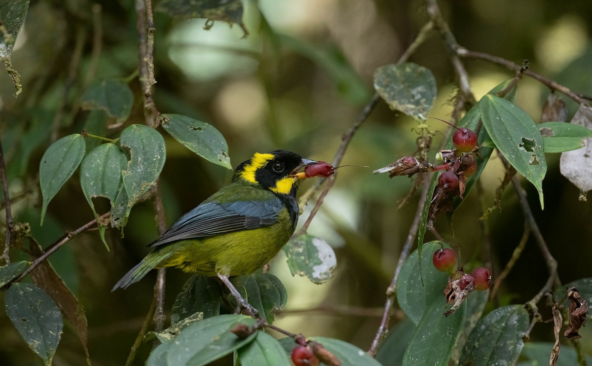 Gold-ringed Tanager - ML609140228