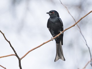  - Fork-tailed Drongo (Glossy-backed)