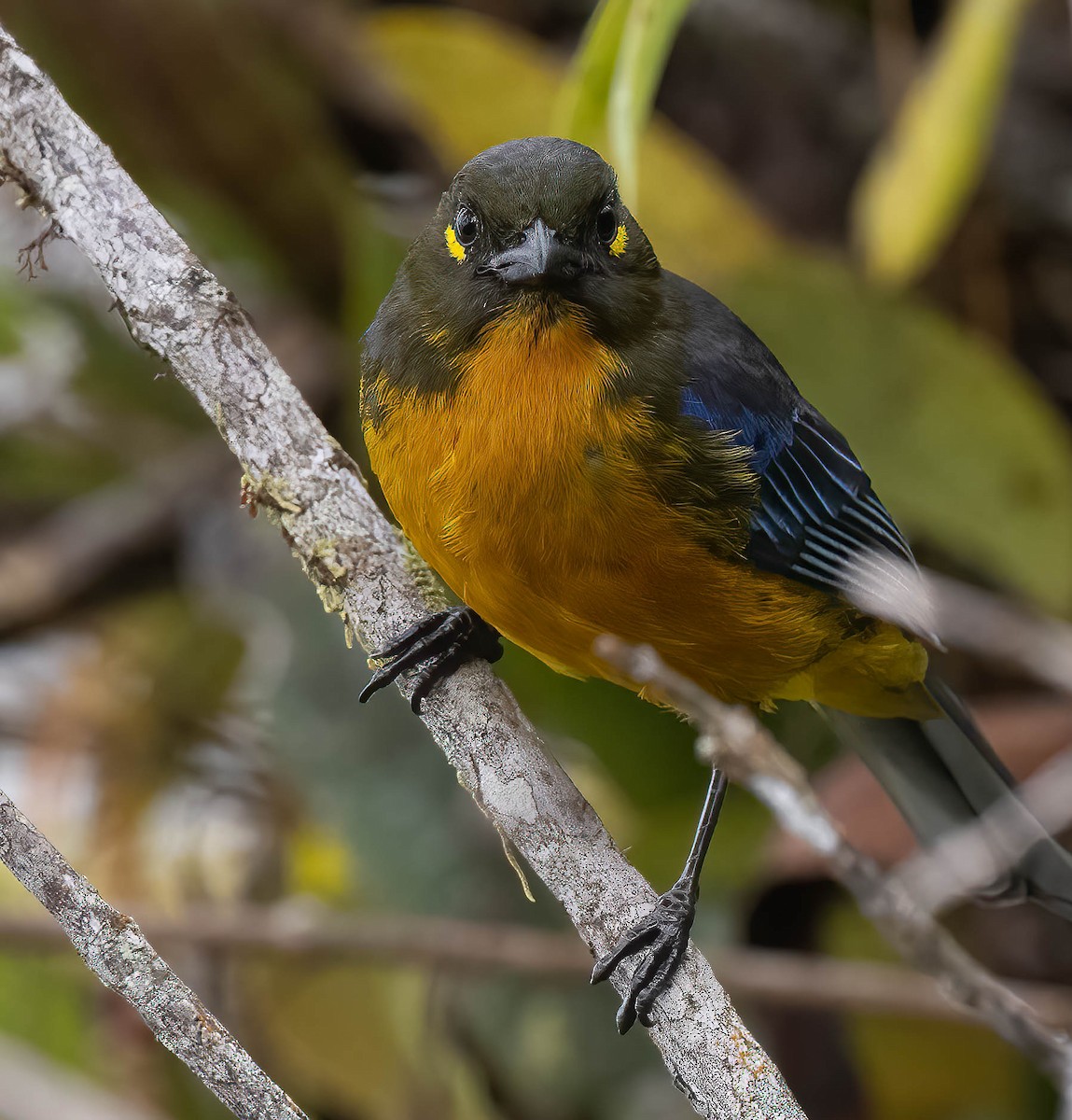 Lacrimose Mountain Tanager - ML609140299