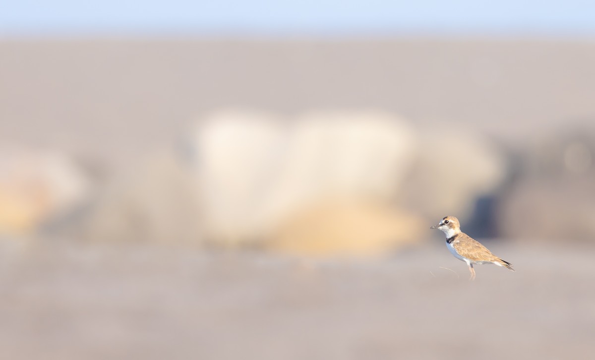 Collared Plover - ML609140333