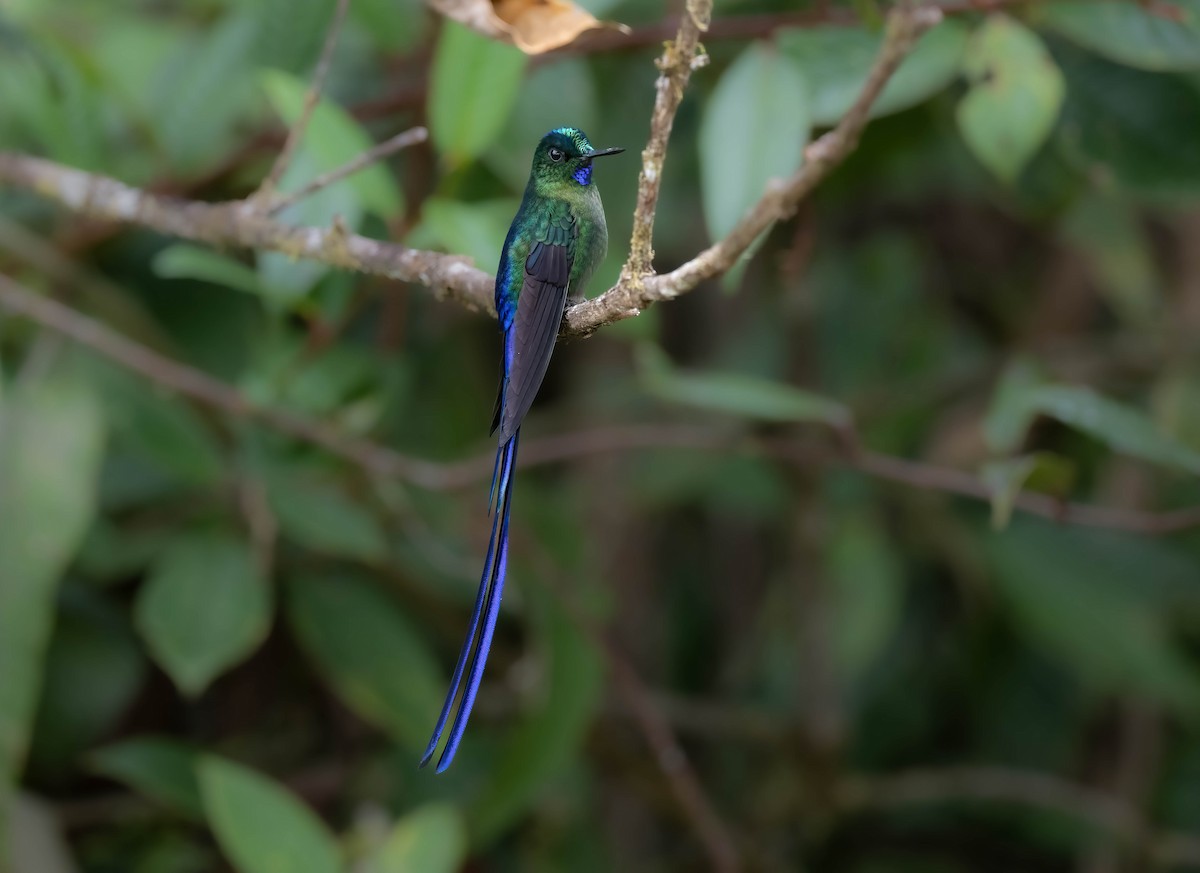 Violet-tailed Sylph - ML609140537