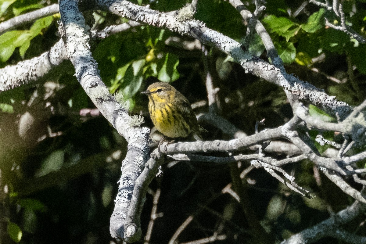 Cape May Warbler - ML609140646
