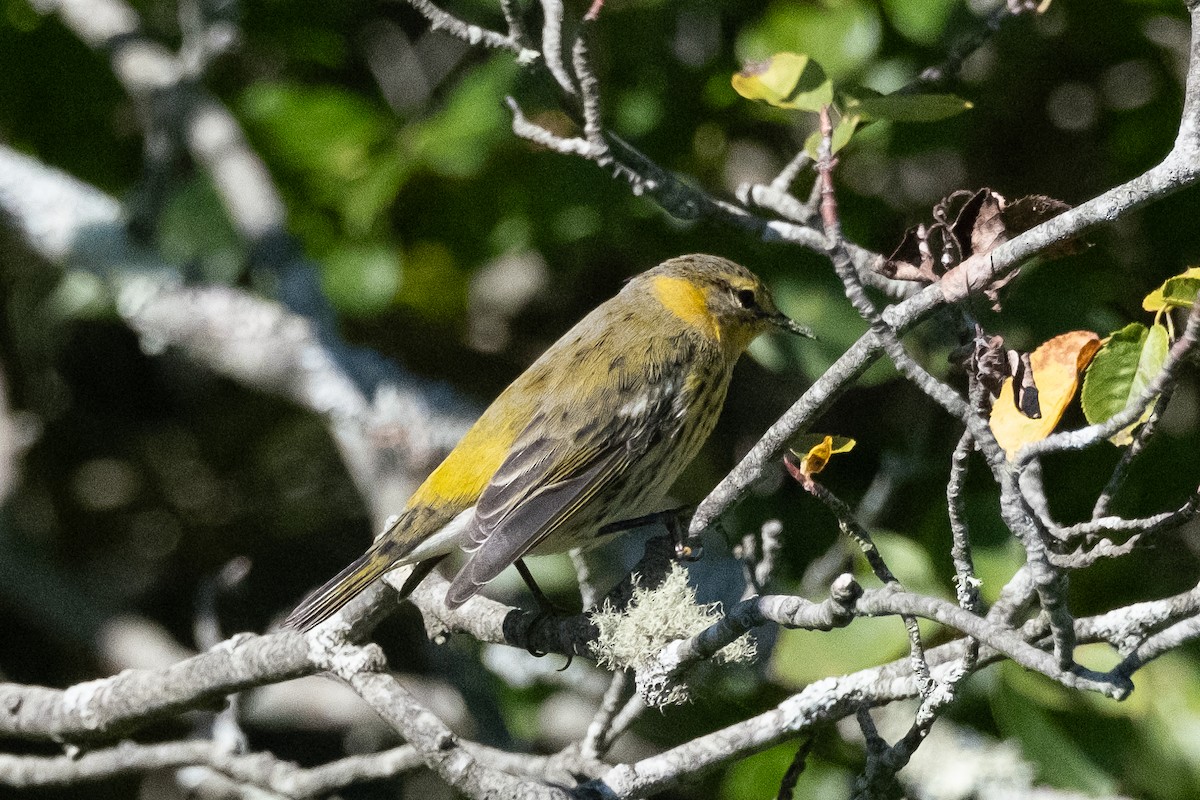 Cape May Warbler - ML609140647