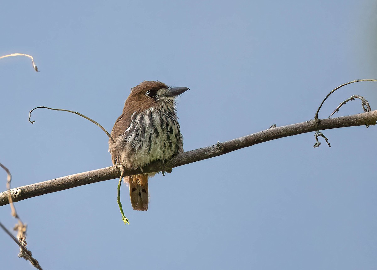 Lanceolated Monklet - ML609140788