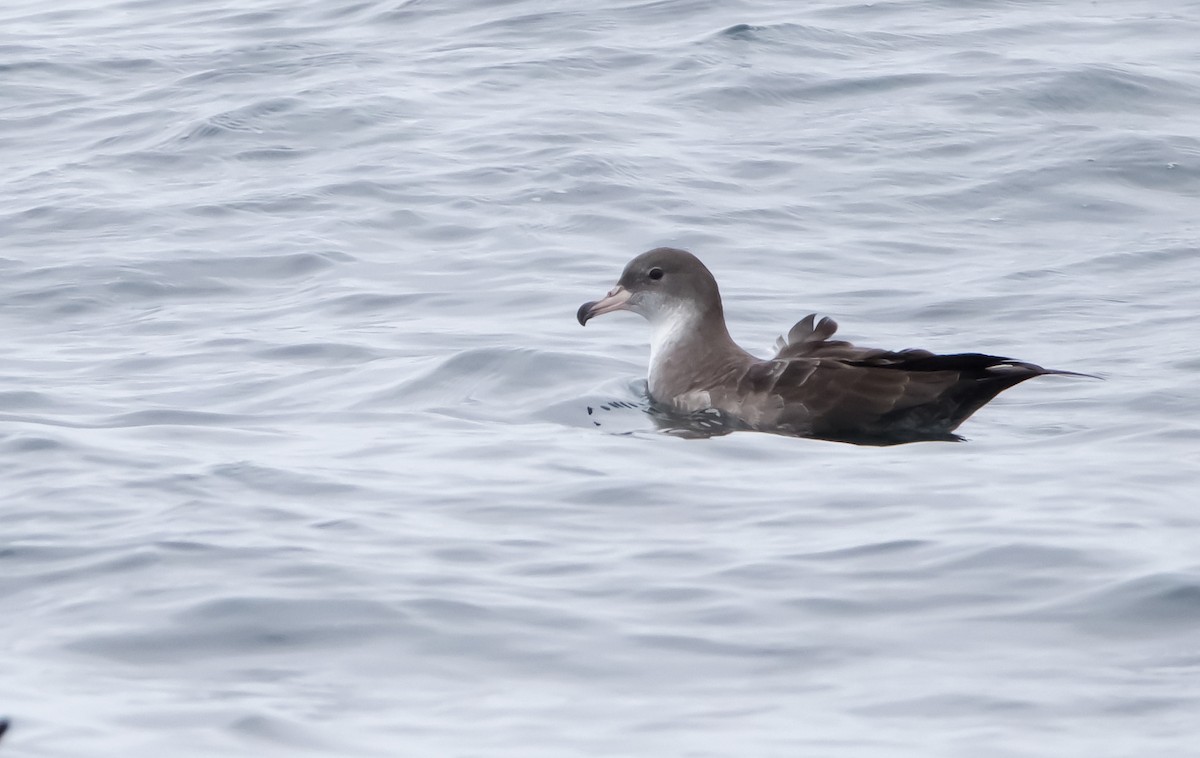 Pink-footed Shearwater - ML609140962
