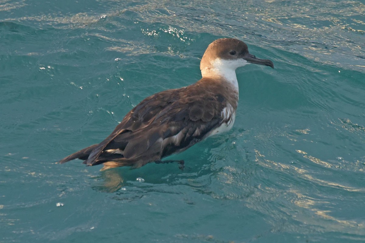 Great Shearwater - Troy Hibbitts
