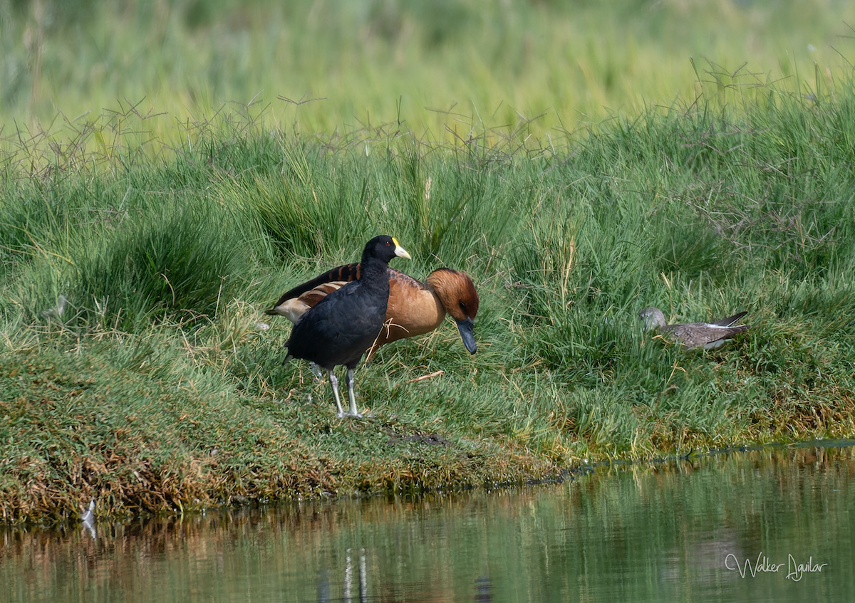 Fulvous Whistling-Duck - ML609141593