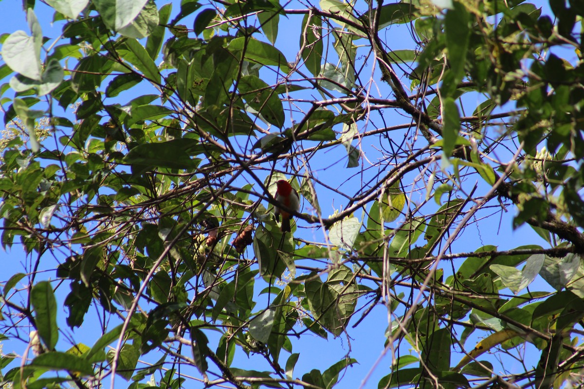 Scarlet-and-white Tanager - ML609141812