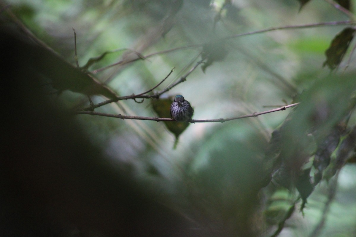 Tooth-billed Hummingbird - ML609142022