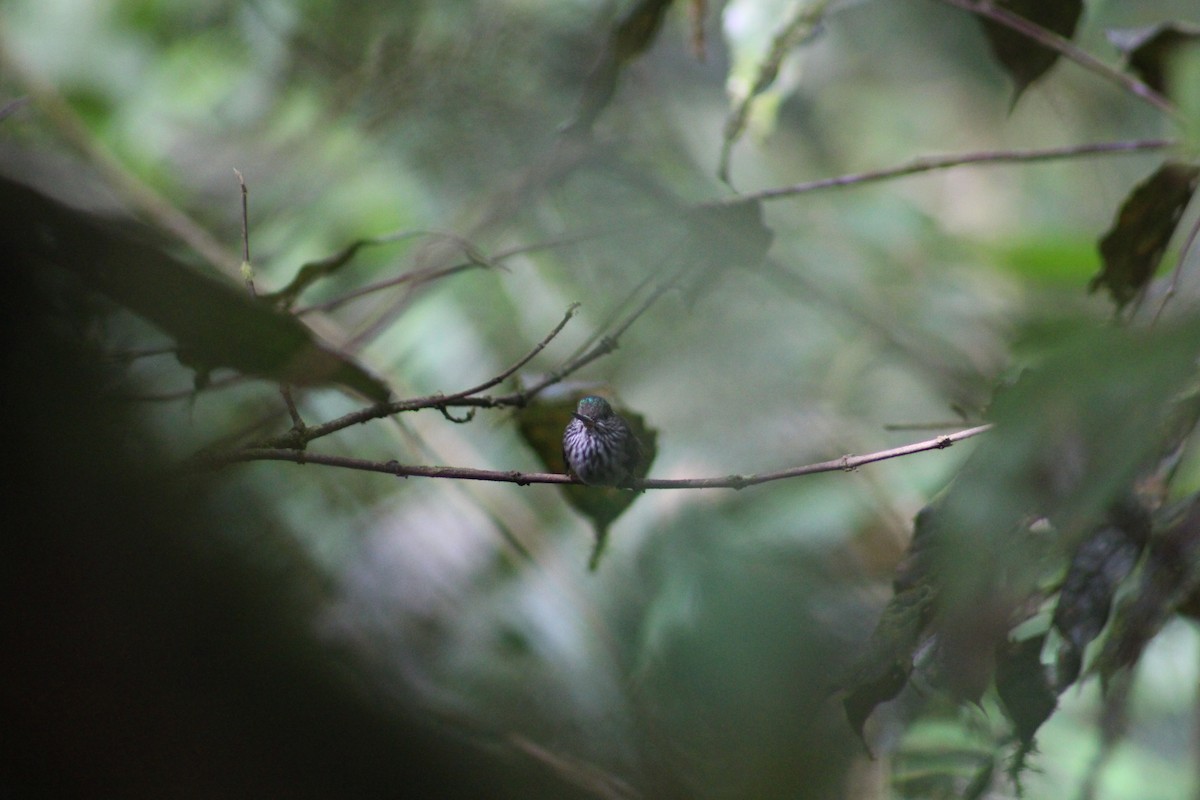 Tooth-billed Hummingbird - ML609142040