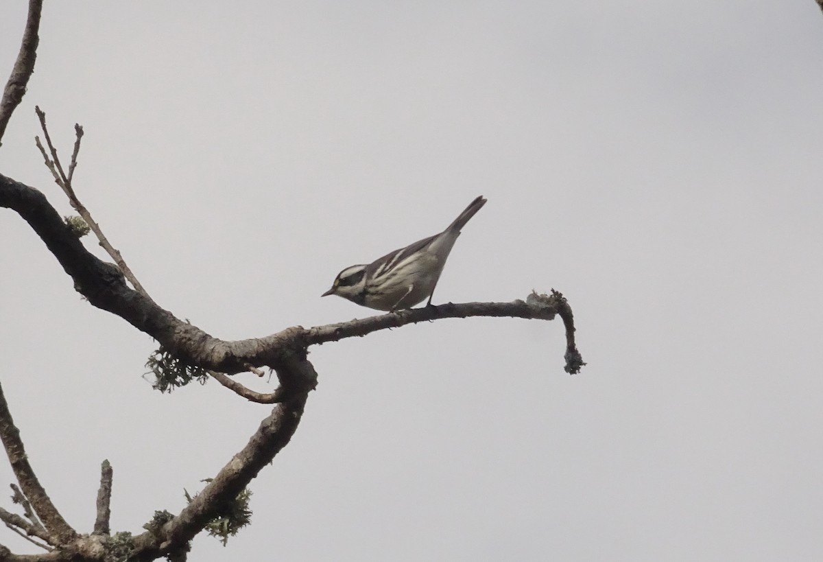 Black-throated Gray Warbler - Antal Szijj