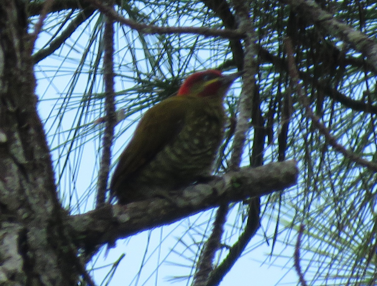 Stripe-cheeked Woodpecker - ML609142200