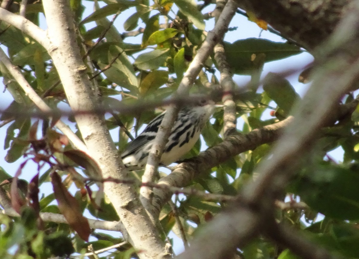 Black-and-white Warbler - ML609142217