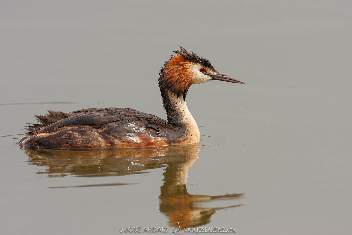 Great Crested Grebe - ML609142221