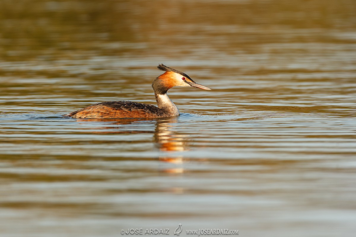 Great Crested Grebe - ML609142472