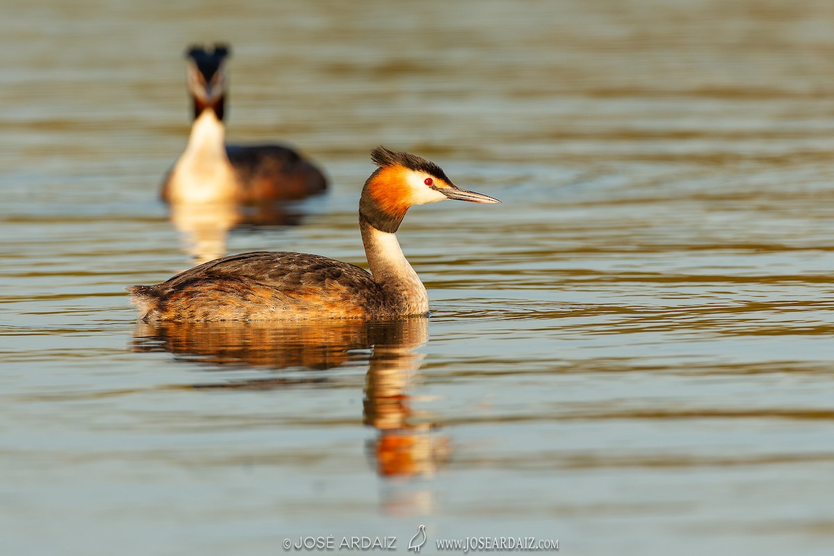 Great Crested Grebe - ML609142473