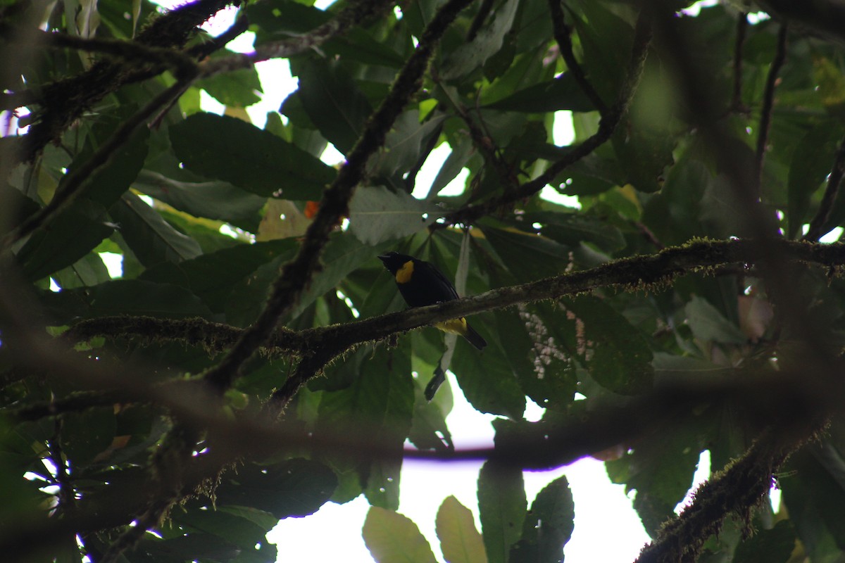 Golden-chested Tanager - ML609142552