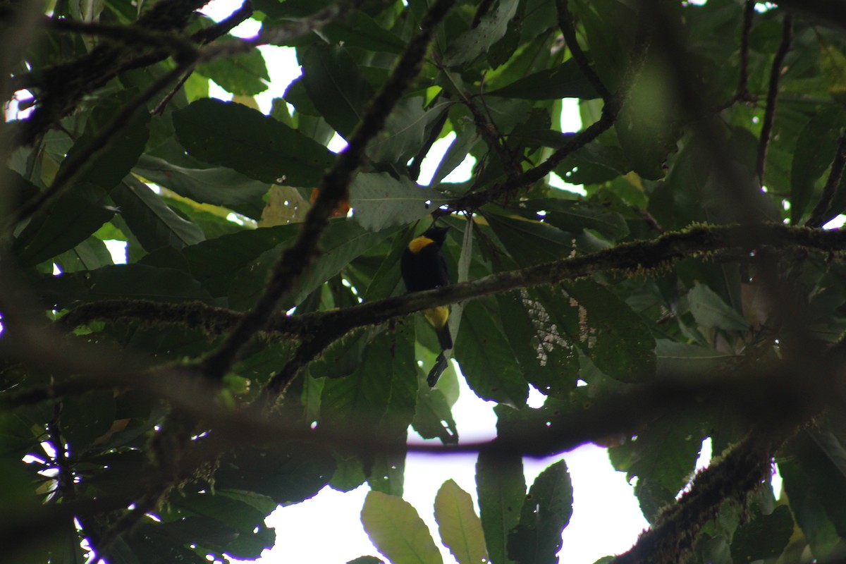 Golden-chested Tanager - ML609142576