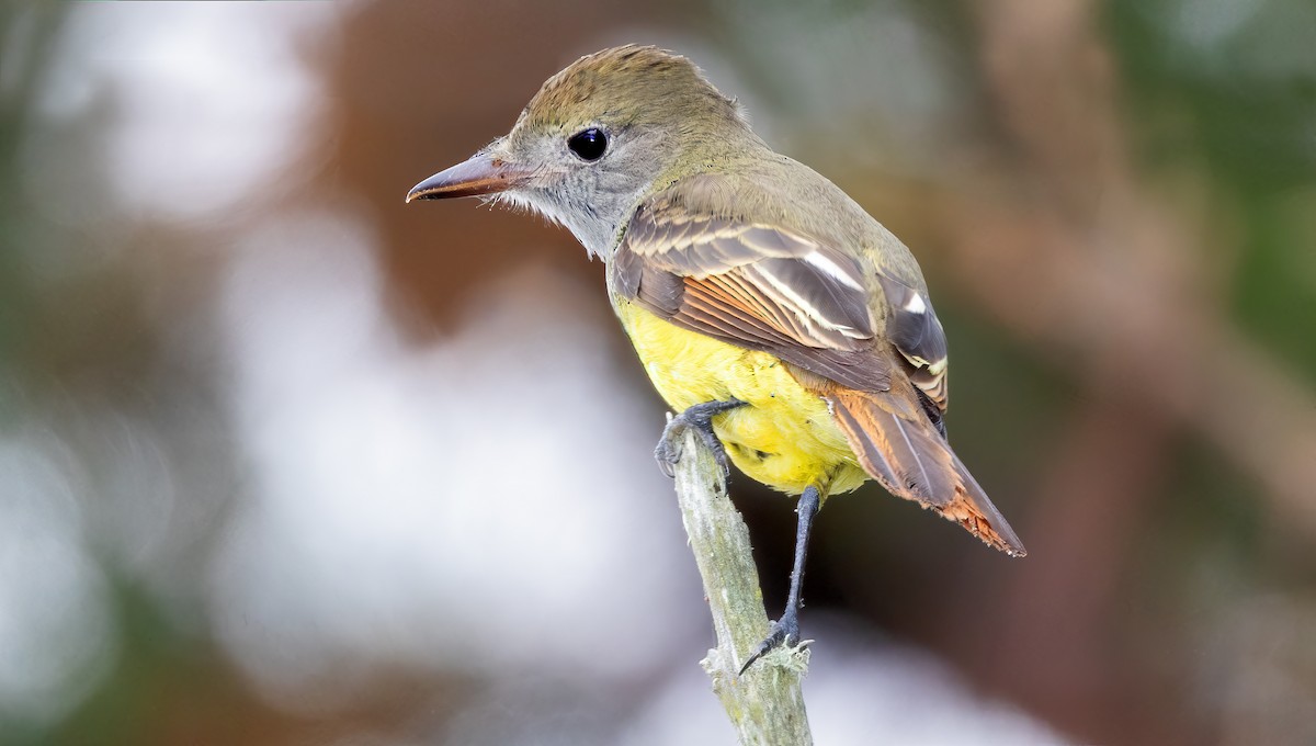 Great Crested Flycatcher - ML609143222