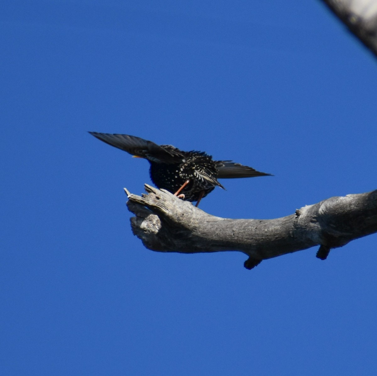 European Starling - ML609143263