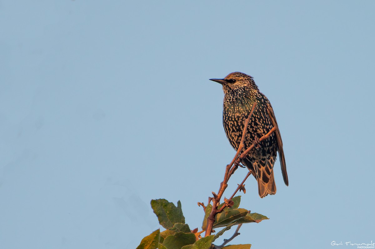 European Starling - ML609143364