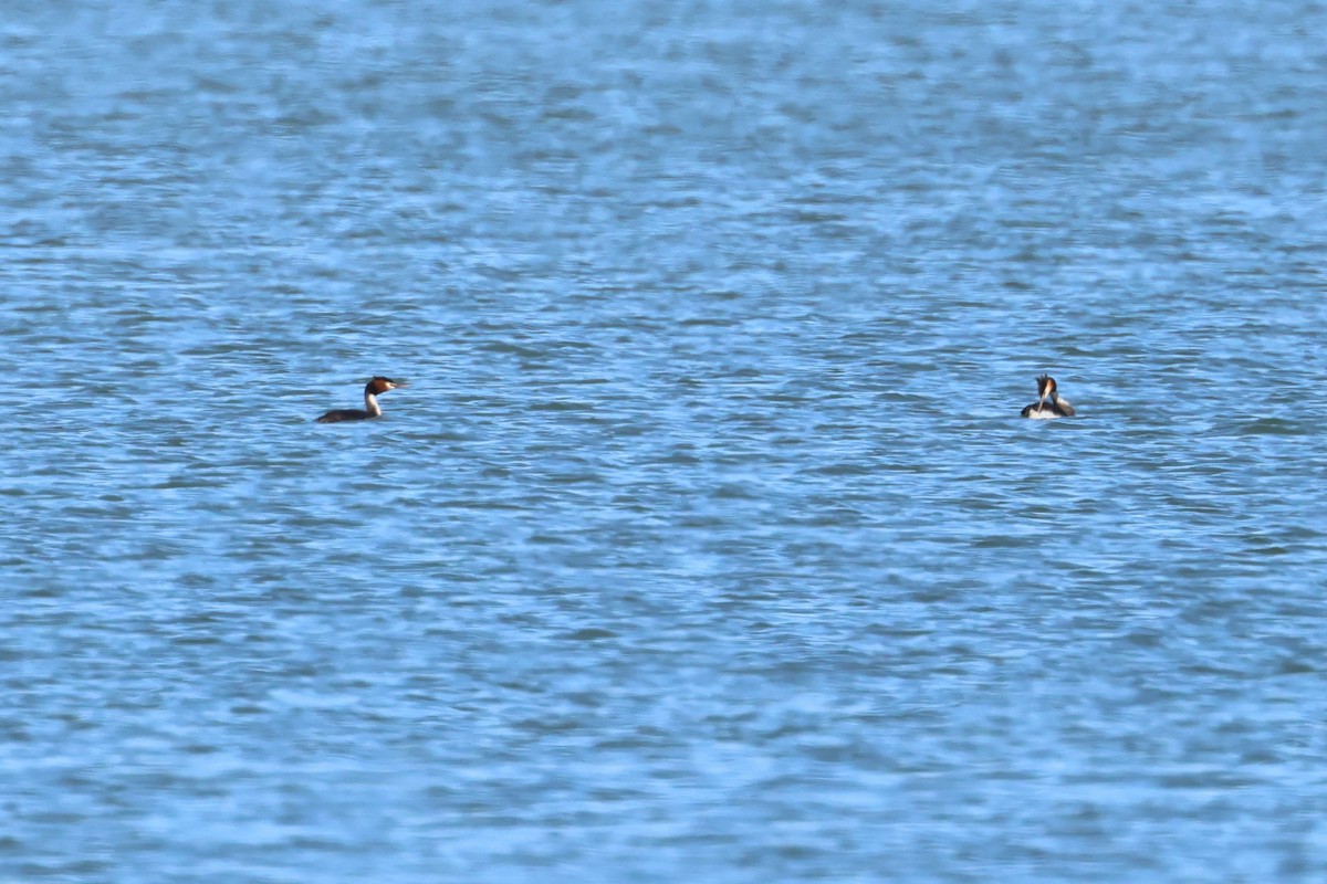 Great Crested Grebe - ML609143421