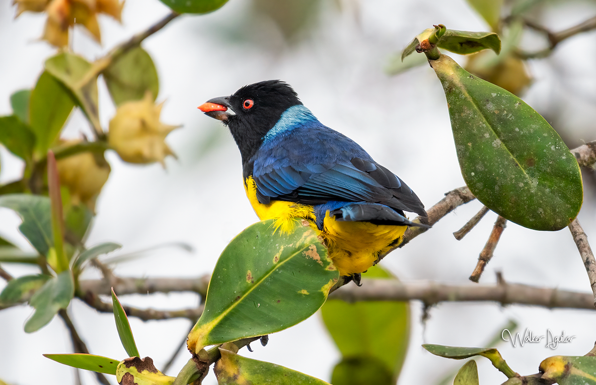 Hooded Mountain Tanager - ML609143801