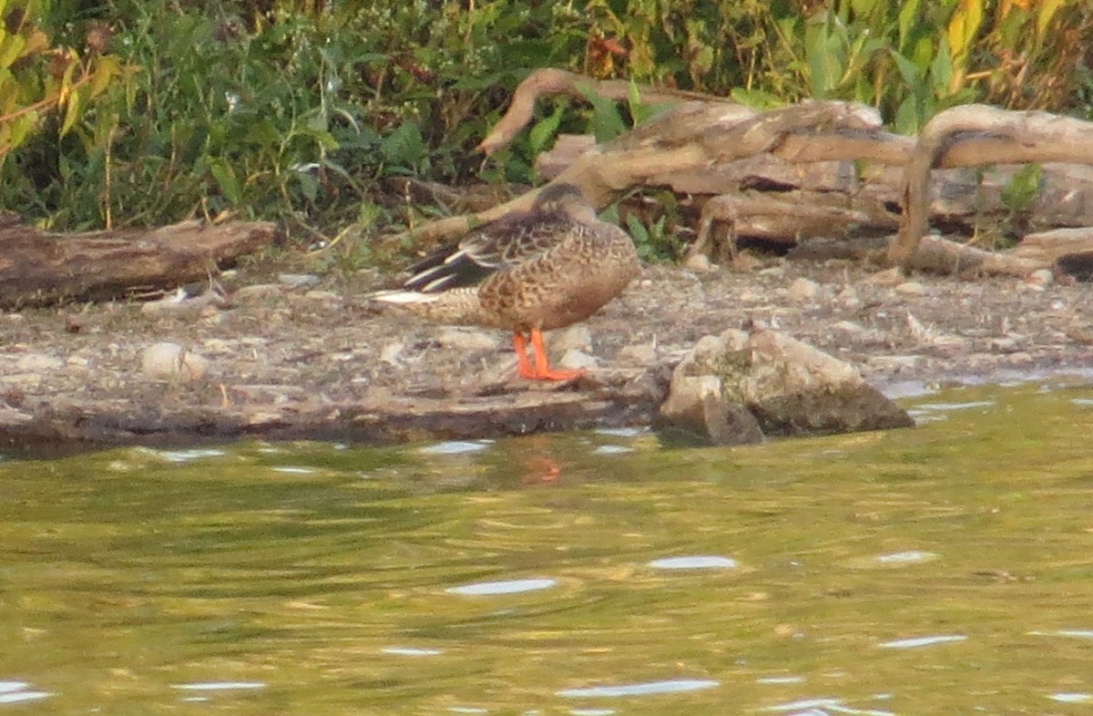 eBird Checklist 19 Sep 2023 Celery Bog Nature Area 58 species