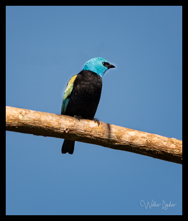 Blue-necked Tanager - ML609144178