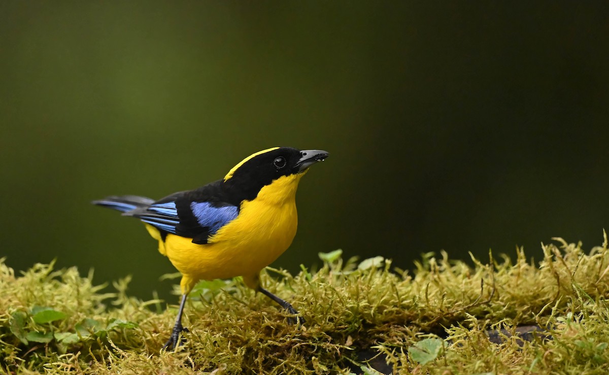 Blue-winged Mountain Tanager - ML609144264
