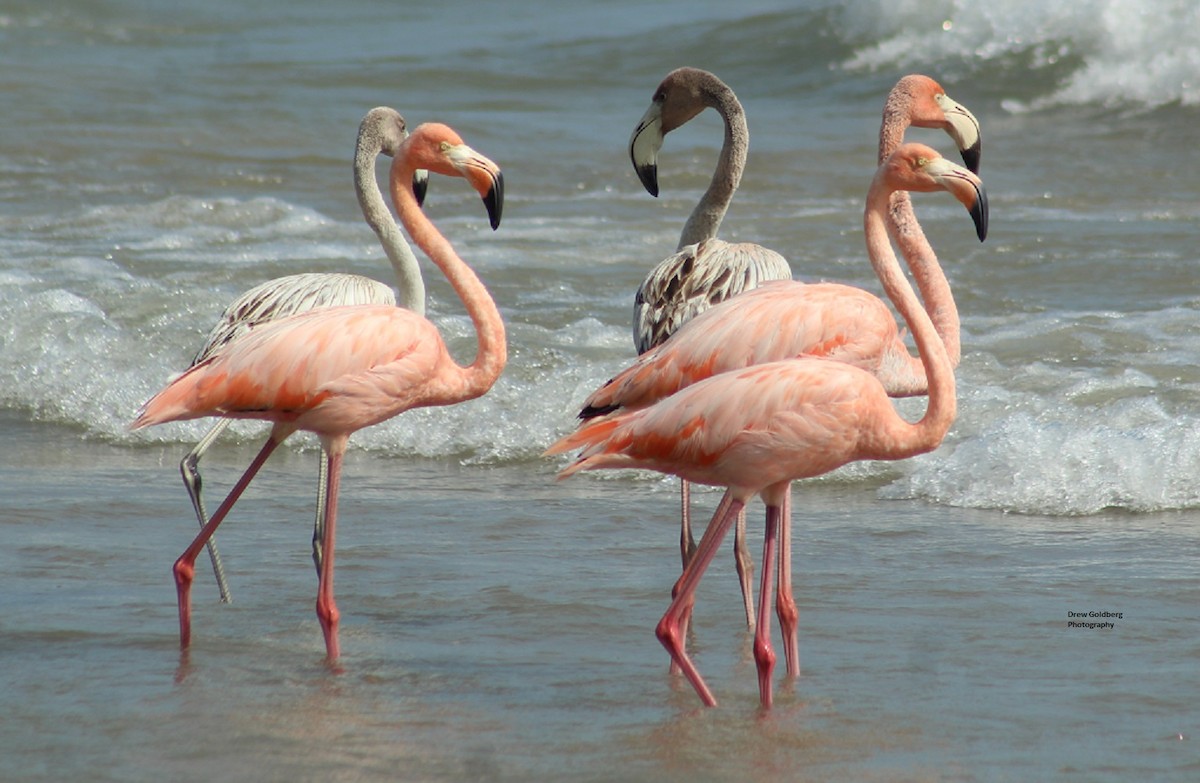 American Flamingo - ML609144373