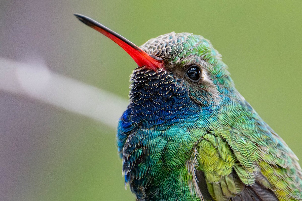Broad-billed Hummingbird - Nancy Christensen